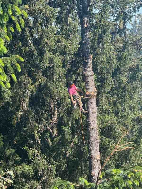 Tree care specialist hoisted in a tree, looking out over the surrounding forest