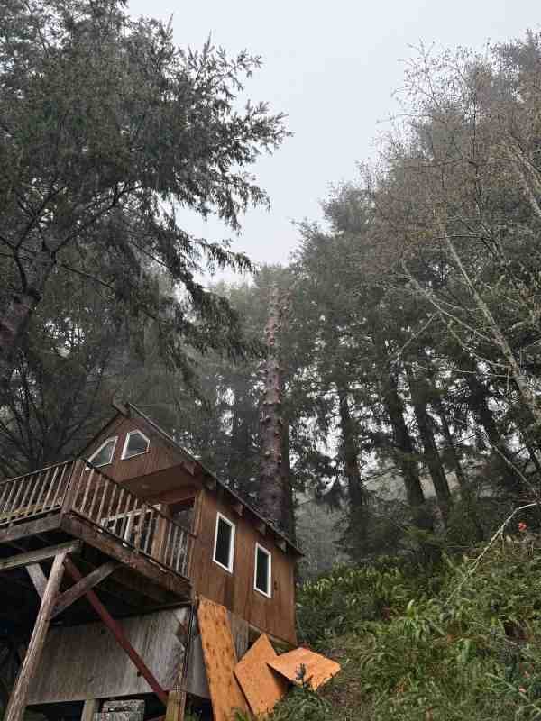Treehouse set among tall foggy trees in the forest