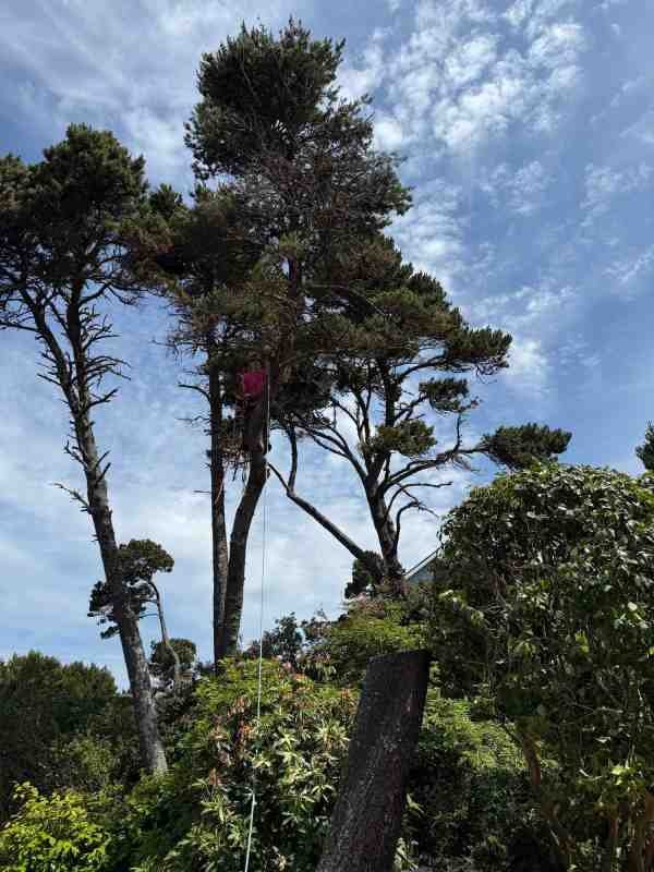Arborist trimming branches from inside the tree canopy