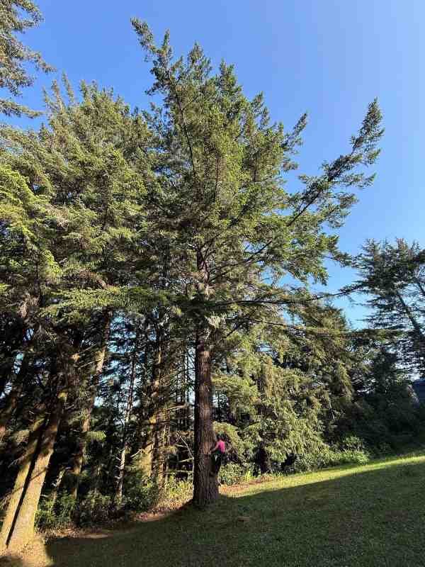 Tree worker straddled on a tree trunk while positioning equipment