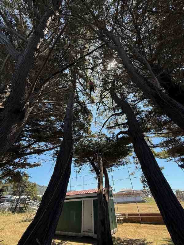 Scenic view of tall evergreen trees in the forest