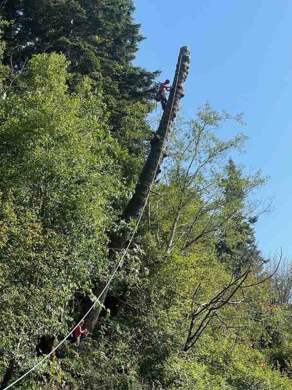 Tree secured by a tension line while being cut down